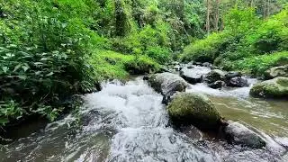 Encourage healing rest with peaceful river ambience beneath daylight trees calming deep breathing