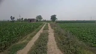 30 acre fertile land  for sale district kapurthla 4 borewell @ 14 lakh acre : 9316167007
