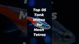 Top 5 Tank Mates for Neon Tetras 🐠✨ | Peaceful Aquarium Companions! #shorts #neontetra #fishtank