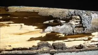 Termite Damaged Wall Plates - Building Inspections Brisbane