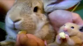 An Interesting Rabbit Remix