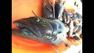 Spearfishing 2018