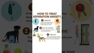 Stop Your Dog&rsquo;s Separation Anxiety Fast! 🐾💔 Vet-Approved Tips!