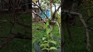 #Pumpkin #garden #treelove #plant #tree#treestory #treelove