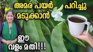 അമര പയർ പറിച്ചു മടുക്കാൻ ഈ വളം മതി!!! | Amara payar krishi