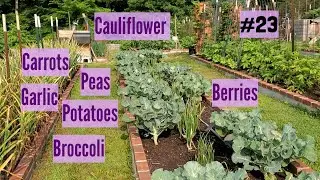 Growing Food: A Family Priority, June in Virginia, Raised Bed Garden, Companion Planting, Short Tour