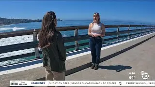 Velella return to La Jolla shores, offering research opportunity at Scripps Pier