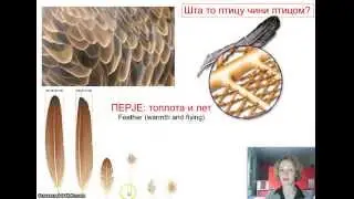 Izokrenuta učionica   Ptice
