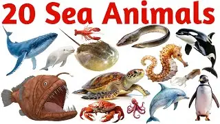 Learn 20 Sea Animals 🌊🐠 | Ocean Creatures Names for Kids | Fun Preschool Learning Video