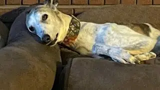 Greyhound funny case of resource guarding.