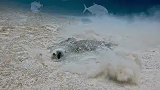Buster the Porcupine Ray being himself. Big Bustard Marshall Islands