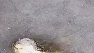 Alligators exhibit interesting survival behavior