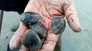 Pêche à pied les Palourdes de la baie du Mont Saint Michel