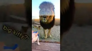 😱 French Bulldog Meets Lion King! Hilarious Reaction To Cub's Father. Watch How This Puppy Reacts!