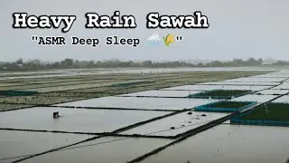 Heavy Rain Paddy Fields West Java 🌧️🌾 | ASMR Ambient Deep Sleep