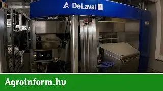 Nagykörűi sikertörténet: Meglévő istállóból robotos fejőház