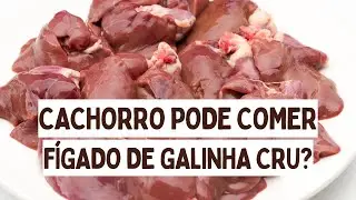 C&atilde;es podem comer f&iacute;gado de galinha cru? I C&atilde;o pode comer f&iacute;gado de galinha cru?