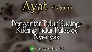 AYAT AL-QUR'AN PENGANTAR TIDUR  KUCING 🐱, KUCING TIDUR PULAS DAN NYENYAK