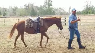 Lesson with a hot paso fino mare