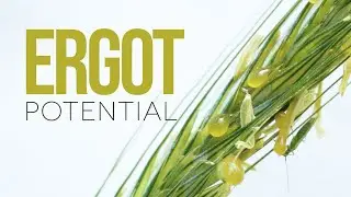Ergot Potential in Missouri Pastures &ndash; Forage & Livestock Town Hall (Full Video)