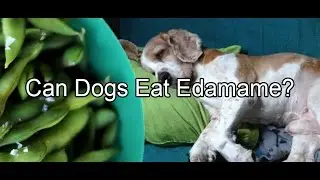 Can Dogs Eat Edamame?