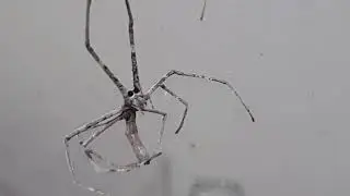 Deinopis subrufa (net casting spider) making his webbing to catch his prey with.