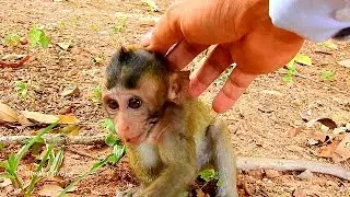 Touch comfort sweet baby girl Loa, So lovely baby monkey Lola
