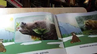 [Little Fox] Grizzly Bear