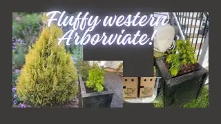 Fluffy Arborvitae in containers #gardendesigner #garden #video
