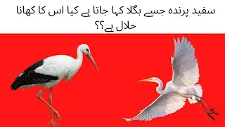 سفید پرندہ جسے بگلا کہا جاتا ہے کیا اس کا کھانا حلال ہے؟|Bagla Bird Khana Kesa?