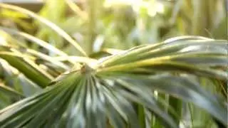 Plants Vertical Panning Shot (1920x1080, 24fps) Free Creative Commons YouTube Stock Footage