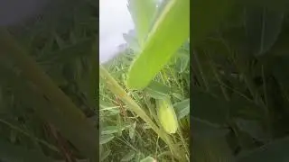 Beauty of nature#greenery#beautyofnature #peaceful #relaxation