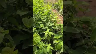 गुड़मार शुगर का रामबाण पौधा || Insulin Plant / Sugar Plant