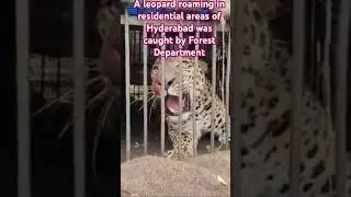 A leopard roaming in residential areas of Hyderabad was caught by Telangana Forest Department.