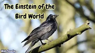 Why Crows Rule the Bird Kingdom | Crow IQ Unleashed | How These Birds Outsmart Everyone | Bird Facts