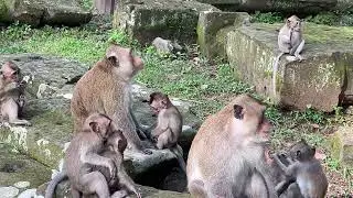 OMG Group monkey collection action funny #cutevideos #monkeyantics #monkeyvideo