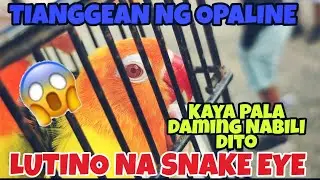 MURANG BILIHAN NG OPALINE SA BOCAUE BULACAN DAMING MURA GRABE 😱😱 #kapetshop #africanlovebird #ibon