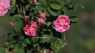 Rose harvest underway in Bulgaria as threat of tariffs brings uncertainty
