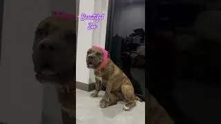 American bully in Thailand :Zoe Kaput tail #cute #kawaii