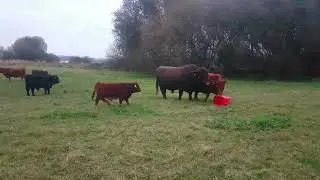 ❤🇮🇪 DEXTER COWS🐂BABY CALVES🐂BULL🦬RURAL IRELAND🇮🇪#loveirelandmore☘#tranquility☘#zen☘LIKE👍🙏subscribe🙏😇