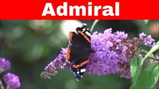 [Wissen] Admiral (Vanessa atalanta) - Edelfalter - Schmetterling - Insekten
