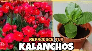 COMO SE REPRODUCE EL KALANCHO | Paso a Paso