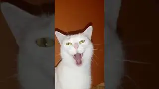 Позеваки! #красиваякошка #выгодноехозяйство #cat #январь