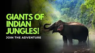 Incredible Wild Elephant Encounter – Nature Like You’ve Never Seen!