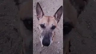 bien plus qu'une promenade #malinois #malinoismonday #animaux #chien #puppy #doglife #funny #love