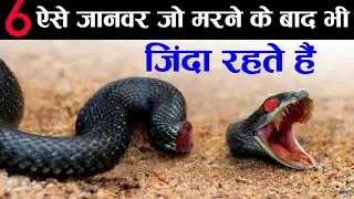 6 Aise Janwar Jo Marne Ke Baad Bhi Zinda Rahte Hain? ZRiSLAMiCS