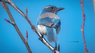 Birds of Oaks Bottom Wildlife Refuge
