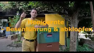 Honigernte - Besenführung und abklopfen