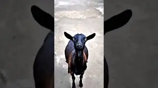 Goat with Super Natural Power | Goat Fly in sky ☁️☁️☁️ #goals #superpowers #flying #youtube
