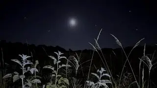 Crickets & Owl Under the Starry Night | Calm Night Nature Sounds for Sleep | 1 Hour